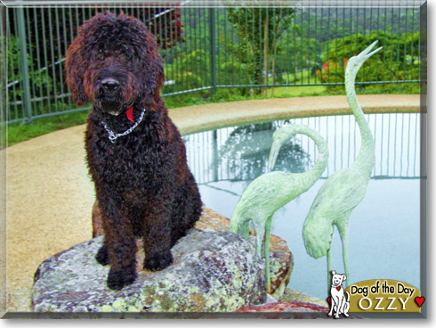 Ozzy, the Dog of the Day Ozzy, the Dog of the Day