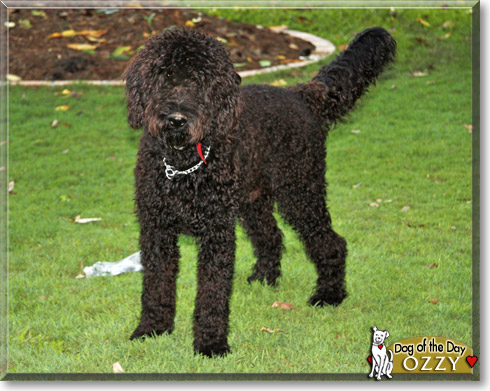 Ozzy, the Dog of the Day Ozzy, the Dog of the Day
