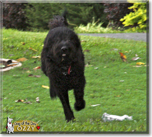 Ozzy, the Dog of the Day Ozzy, the Dog of the Day