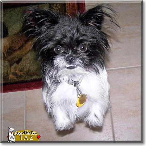 Taz, the Dog of the Day Taz, the Dog of the Day