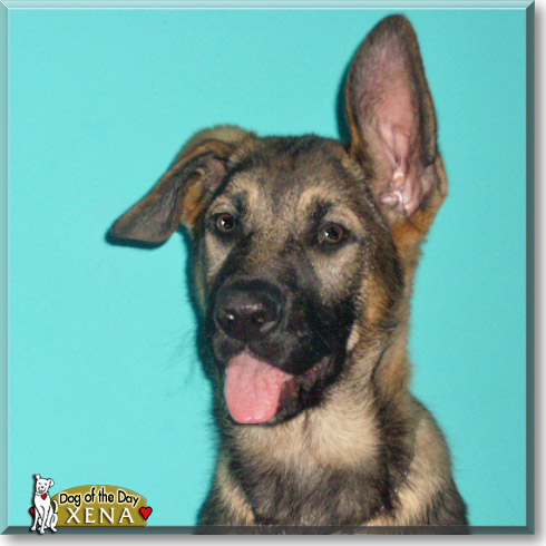 Xena, the Dog of the Day