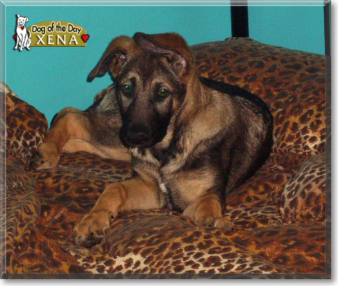 Xena, the Dog of the Day