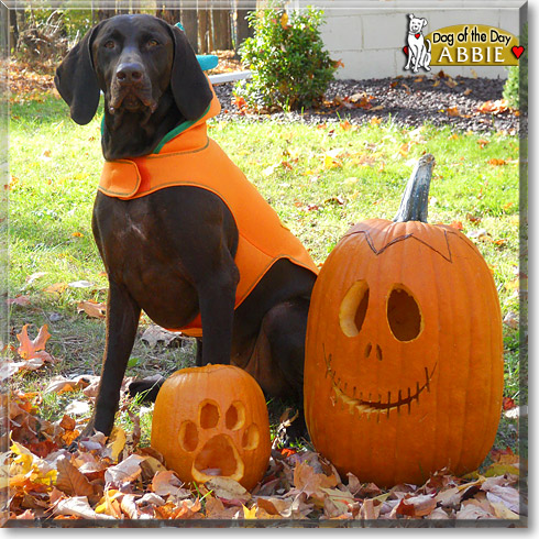 Abbie, the Dog of the Day Abbie, the Dog of the Day