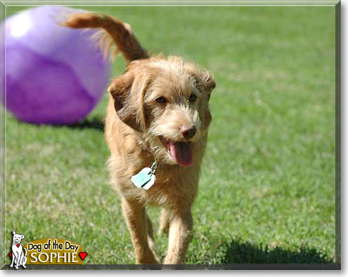 Sophie, the Dog of the Day