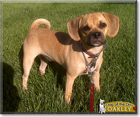 Oakley, the Dog of the Day