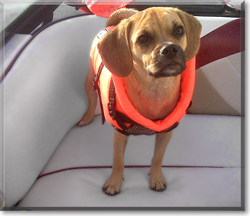 Oakley, the Dog of the Day