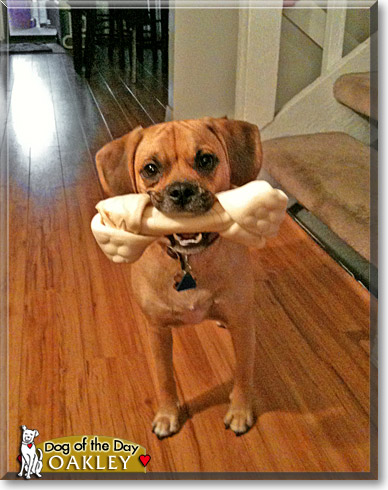 Oakley, the Dog of the Day