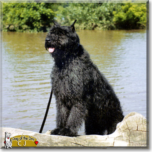CJ, the Dog of the Day