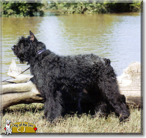 CJ, the Dog of the Day