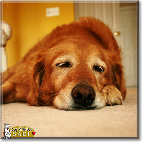 Sadi, the Dog of the Day