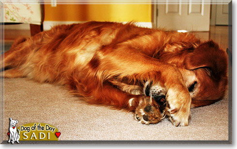 Sadi, the Dog of the Day