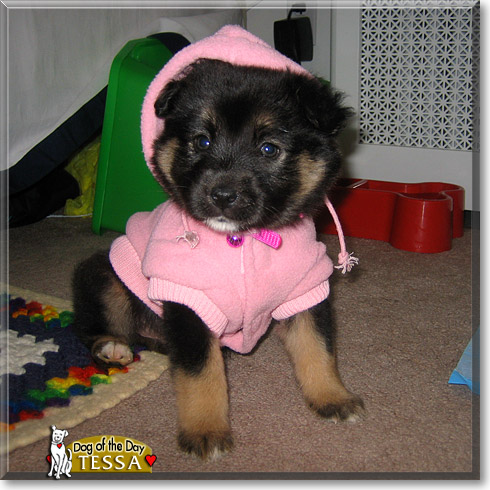 Tessa, the Dog of the Day