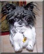 Taz