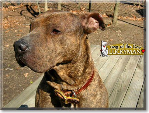 Luckyman, the Dog of the Day