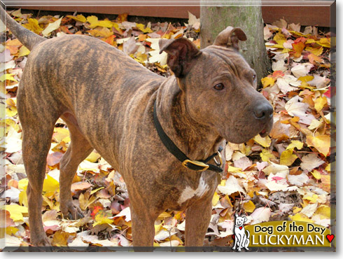Luckyman, the Dog of the Day