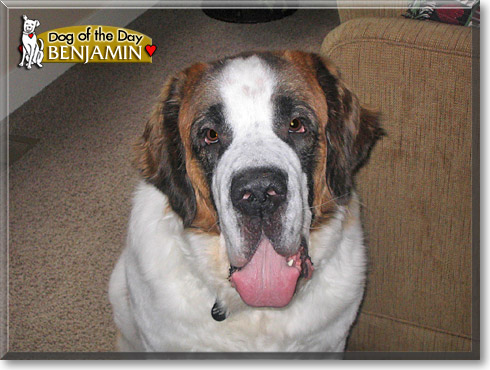 Benjamin, the Dog of the Day