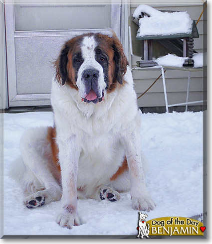 Benjamin, the Dog of the Day