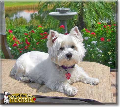 Tootsie, the Dog of the Day