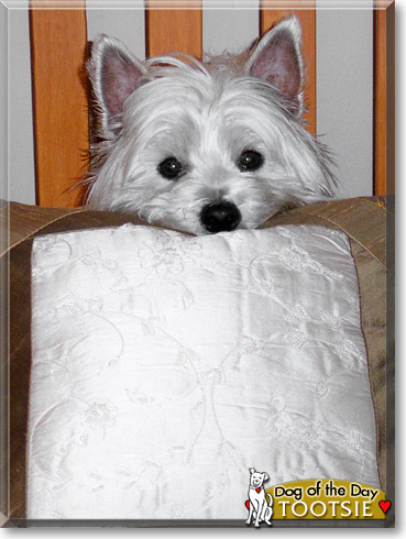 Tootsie, the Dog of the Day