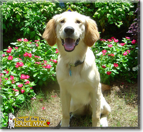 Sadie Mac, the Dog of the Day