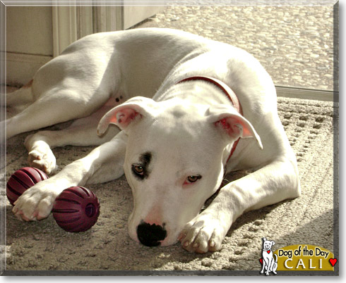Cali, the Dog of the Day