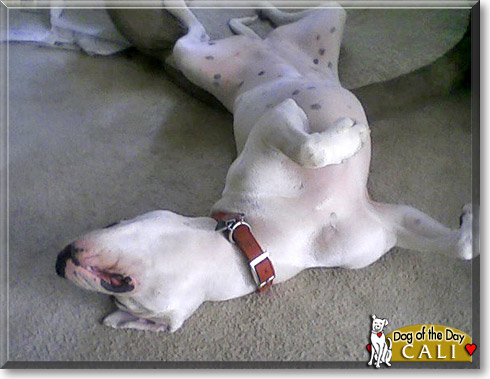 Cali, the Dog of the Day