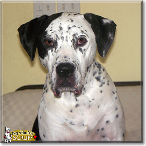 Scruff, the Dog of the Day