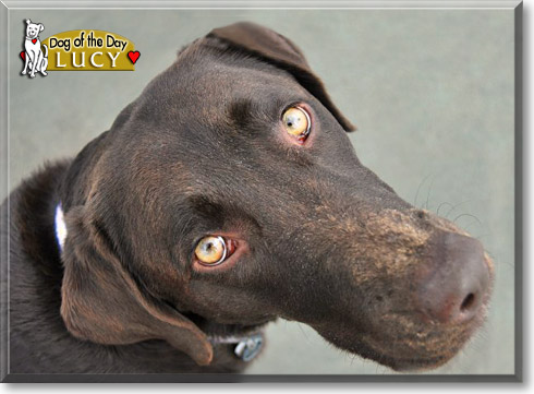Lucy, the Dog of the Day