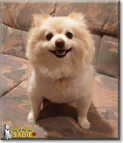 Sadie, the Dog of the Day
