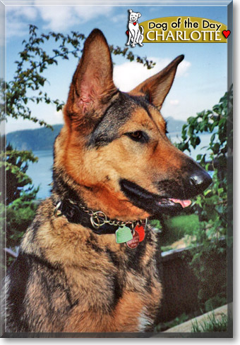 Charlotte, the Dog of the Day