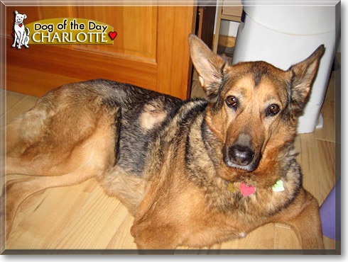Charlotte, the Dog of the Day