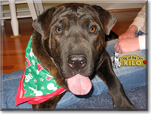 Kilo, the Dog of the Day