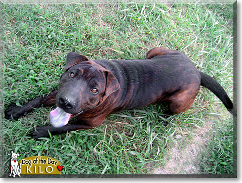 Kilo, the Dog of the Day