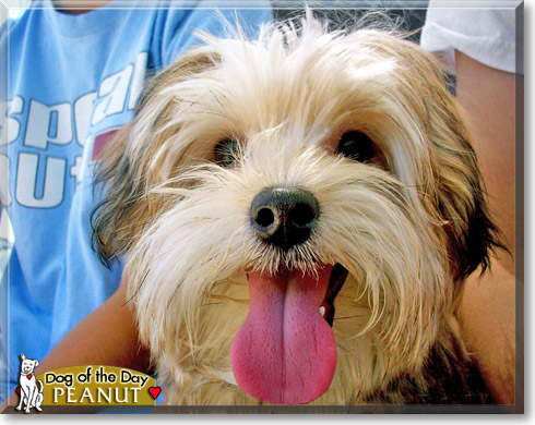 Peanut, the Dog of the Day