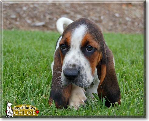 Chloe, the Dog of the Day