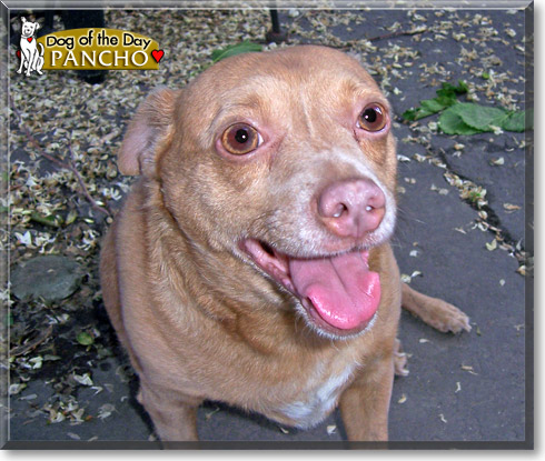 Pancho, the Dog of the Day
