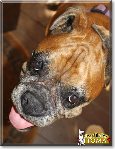 Toma-Boye, the Dog of the Day