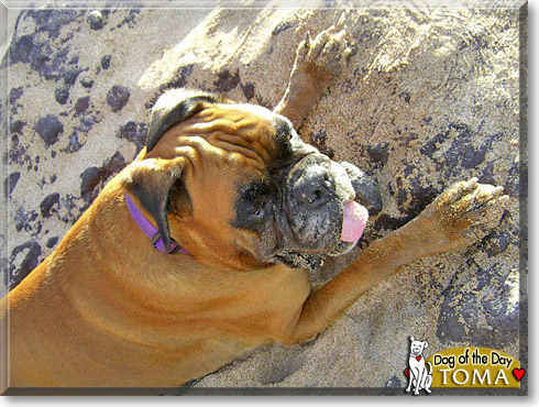 Toma-Boye, the Dog of the Day