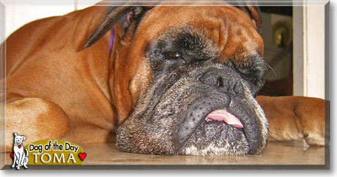 Toma-Boye, the Dog of the Day