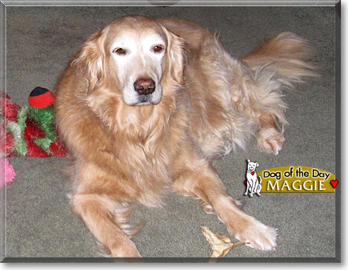 Maggie, the Dog of the Day