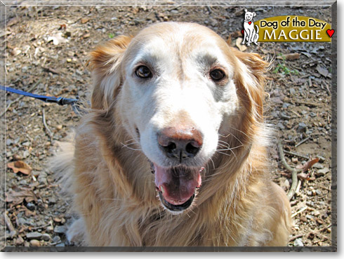Maggie, the Dog of the Day