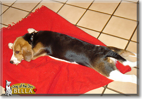 Bella, the Dog of the Day