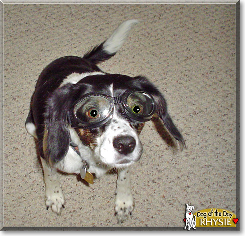 Rhysie, the Dog of the Day