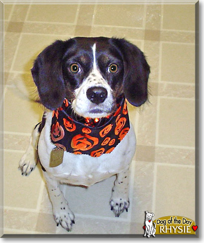 Rhysie, the Dog of the Day