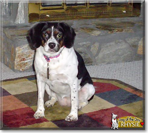 Rhysie, the Dog of the Day
