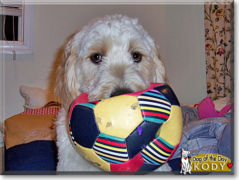 Kody, the Dog of the Day