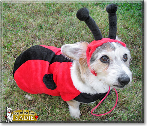 Sadie, the Dog of the Day