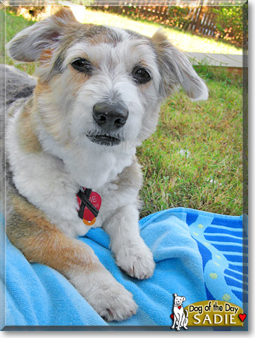 Sadie, the Dog of the Day