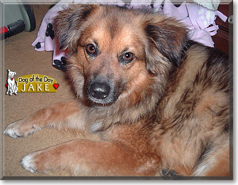 Jake, the Dog of the Day