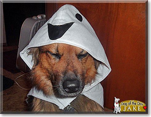 Jake, the Dog of the Day